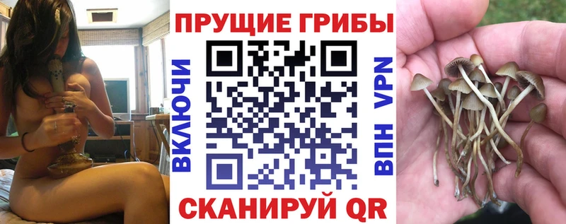 Галлюциногенные грибы Psilocybe  Купить закладки  Тюкалинск 